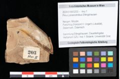 Foto (Objekt + Etikett) von Pinus palaeostrobus Ettingshausen (NHMW-GEO-2024-0188-0203)